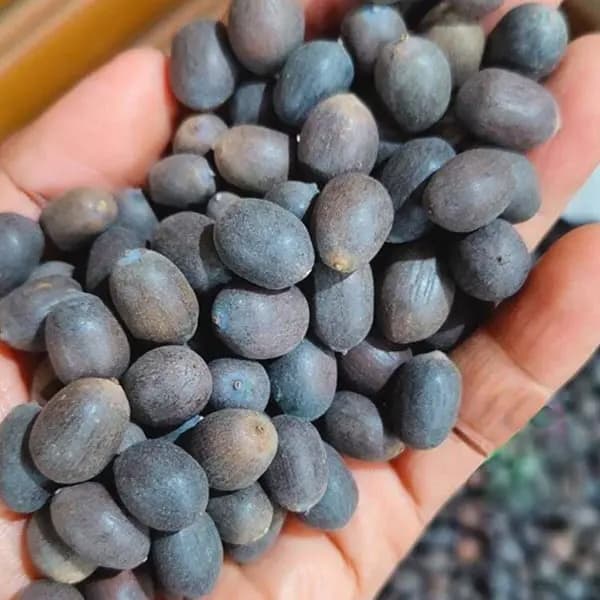 Sacred Kamal Gatta (Lotus Seeds)