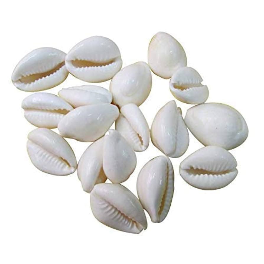 Sacred Kaudi (Cowrie Shells)